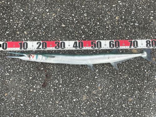 オキザヨリの釣果