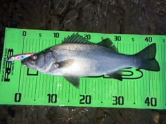 ヒラスズキの釣果