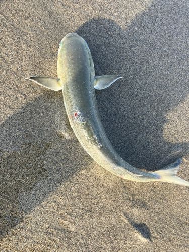 ボラの釣果