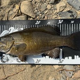 スモールマウスバス