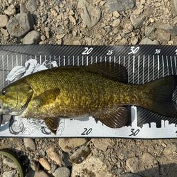 スモールマウスバス