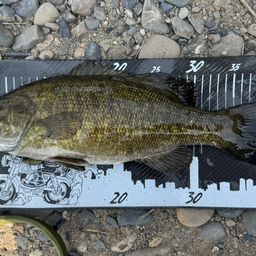 スモールマウスバス