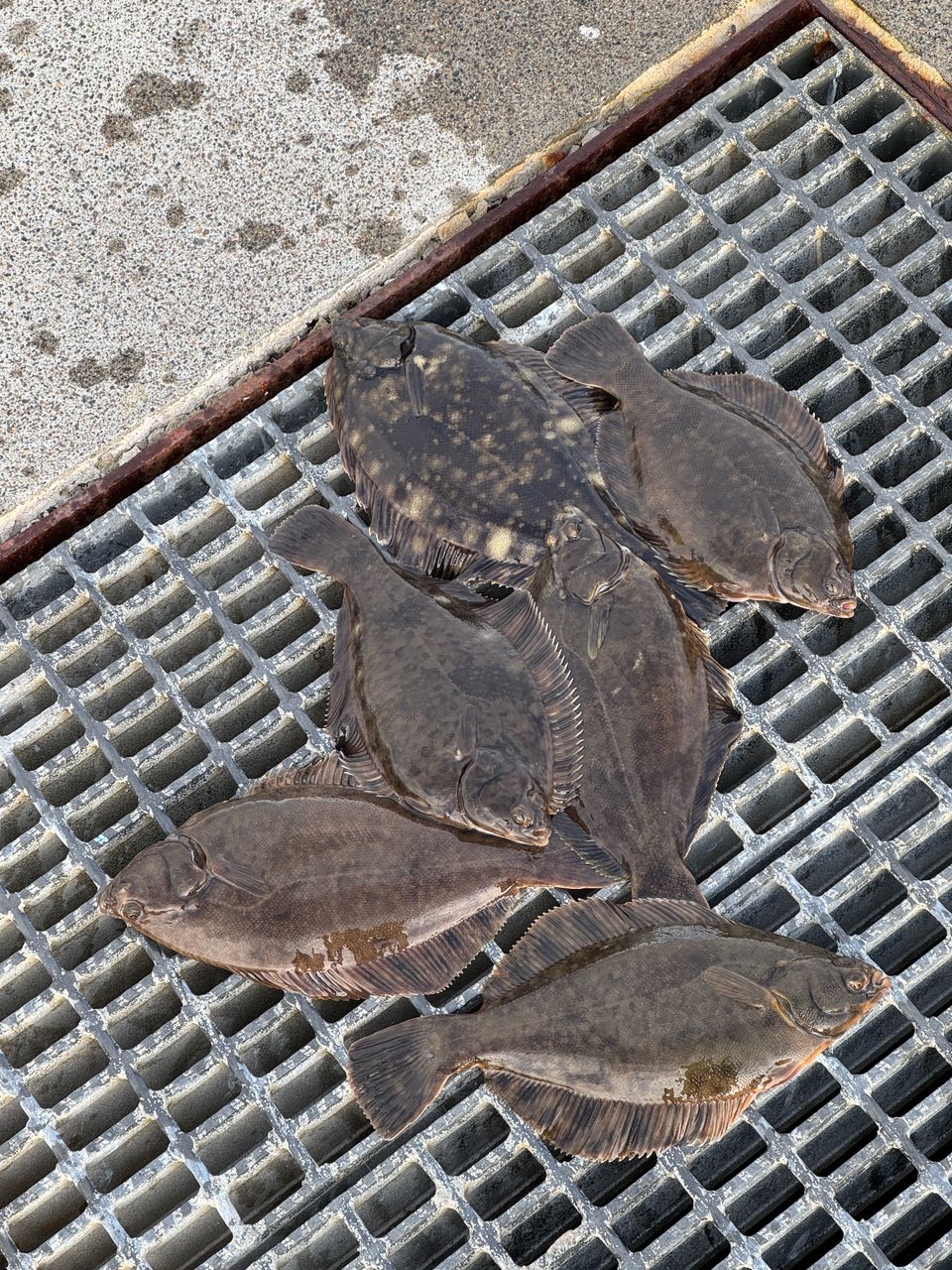 クロガシラガレイ