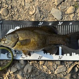 スモールマウスバス