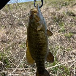 スモールマウスバス