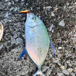 ナンヨウカイワリ