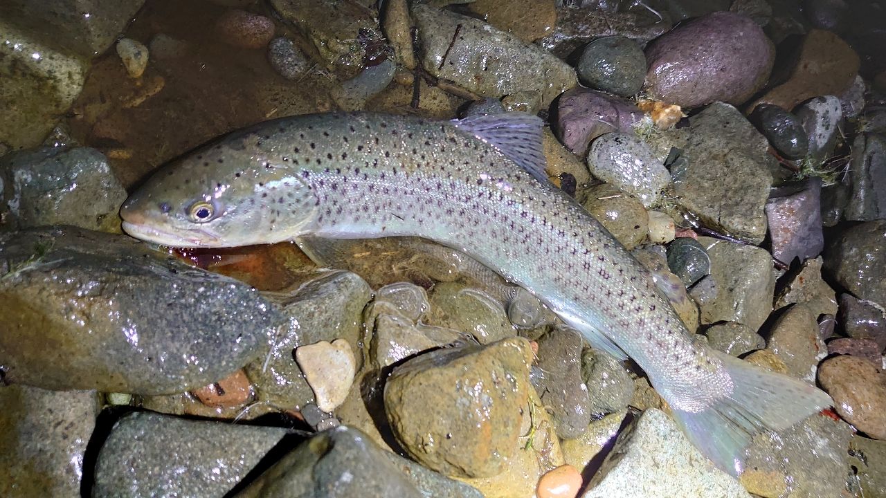 ブラウントラウト