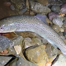 ブラウントラウト