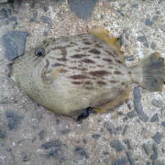 カワハギの釣果