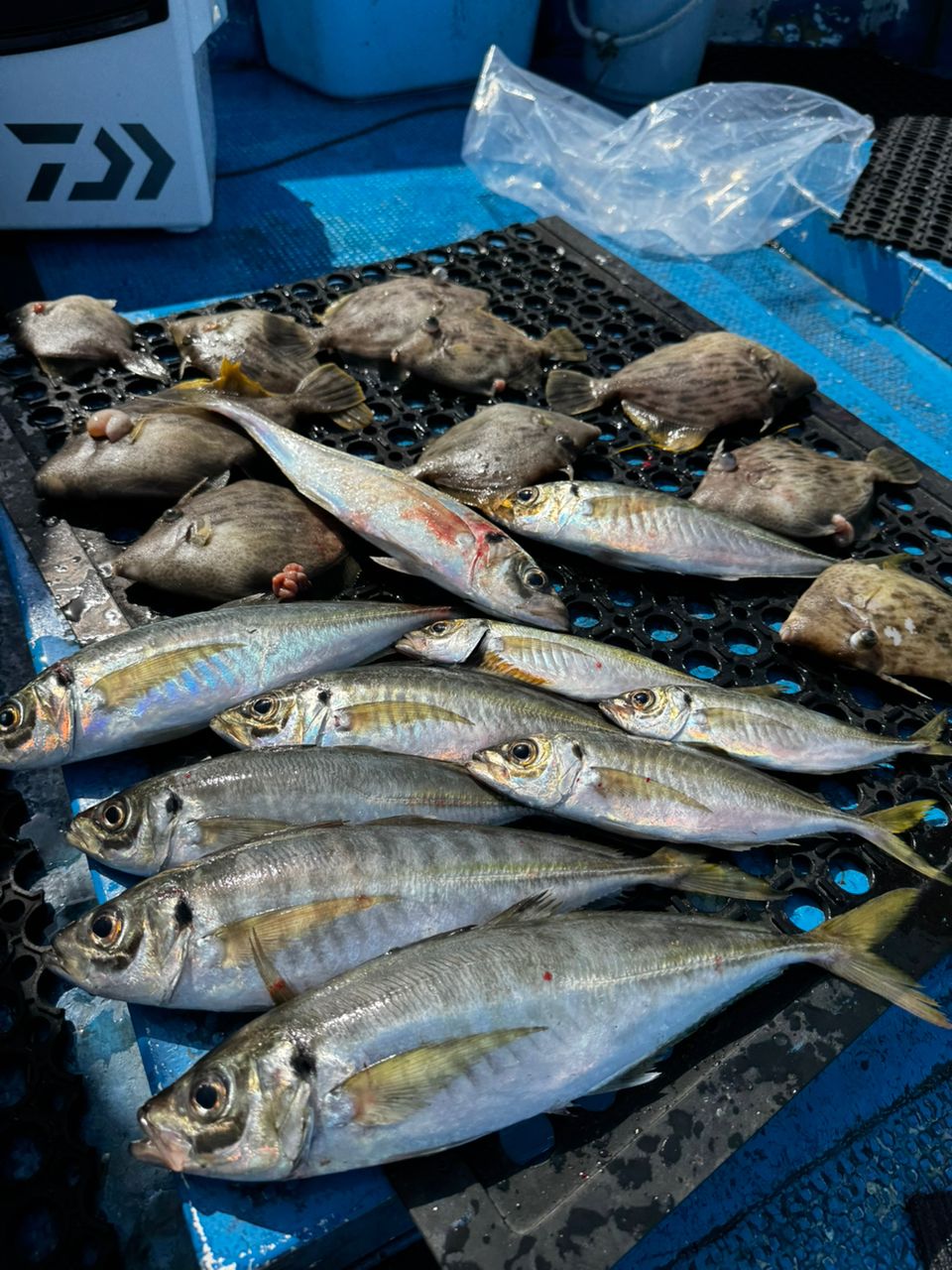 清和丸さんの釣果 3枚目の画像