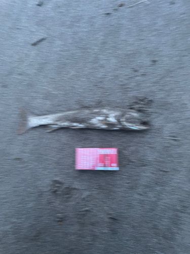 アメマスの釣果