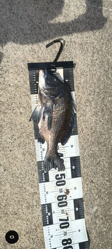 クロダイの釣果