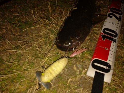 マナマズの釣果