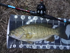 スモールマウスバスの釣果