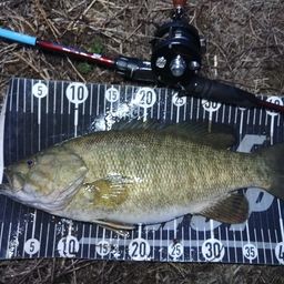 スモールマウスバス