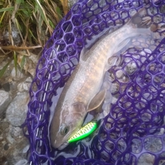 イワナの釣果