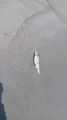 ボラの釣果