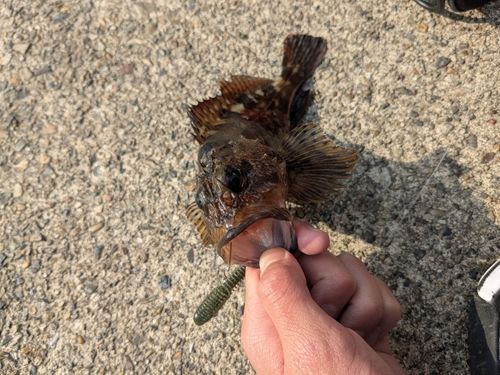 カサゴの釣果