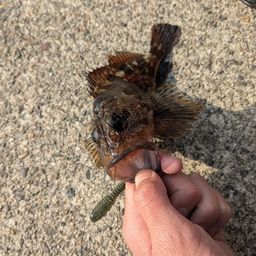カサゴ