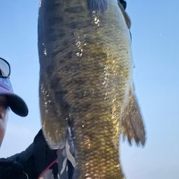 スモールマウスバス