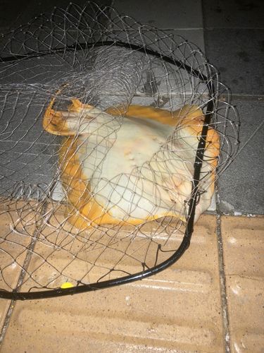 エイの釣果