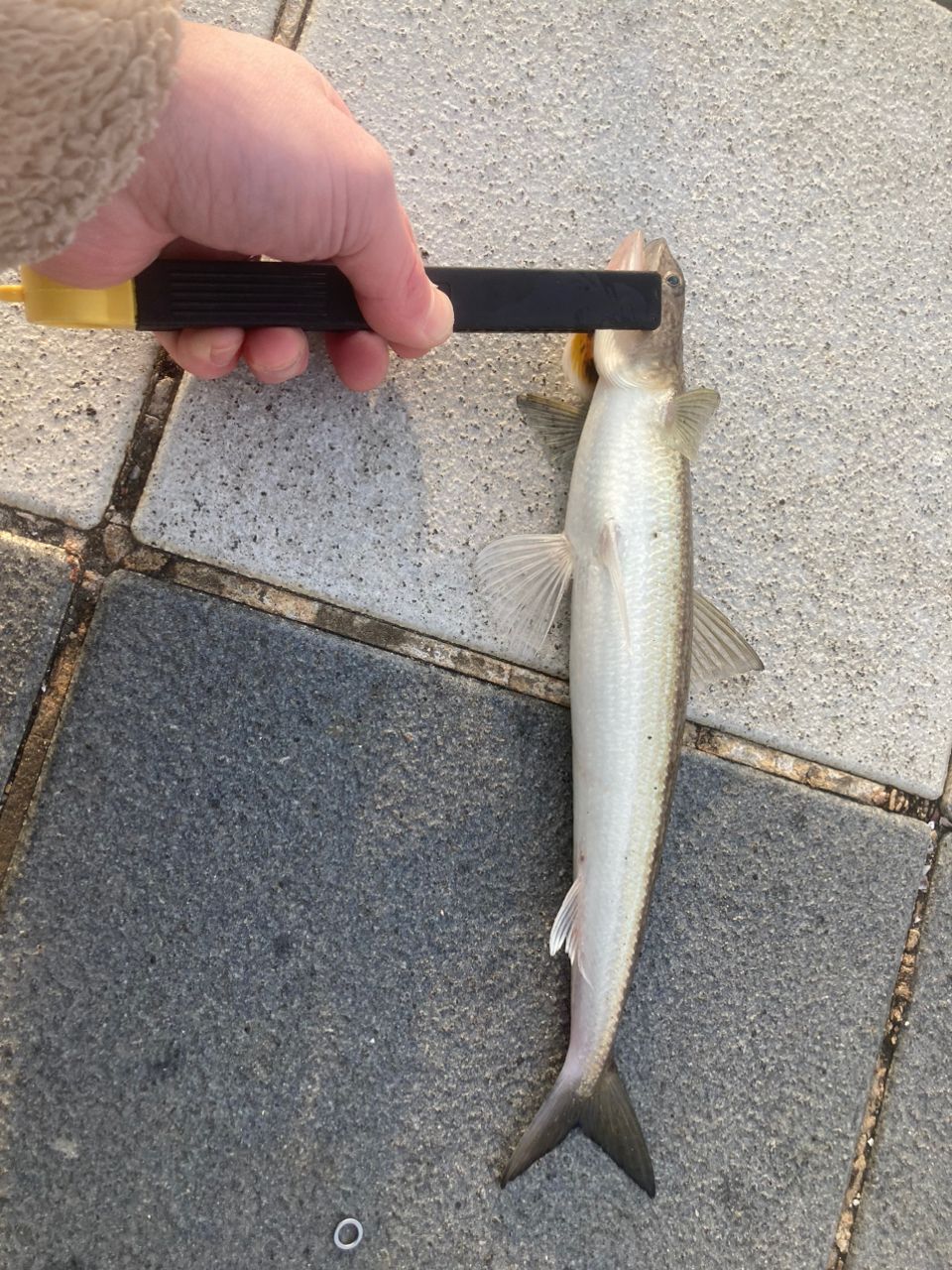 エイ