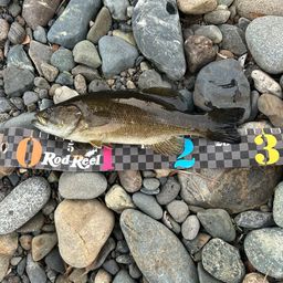 スモールマウスバス