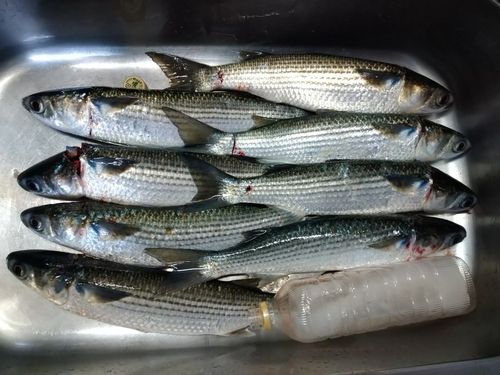 ボラの釣果