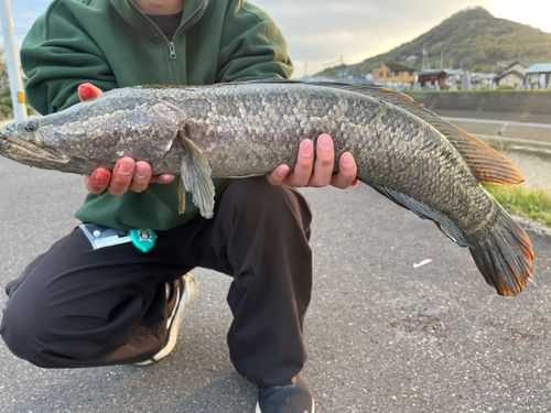 タイワンドジョウの釣果