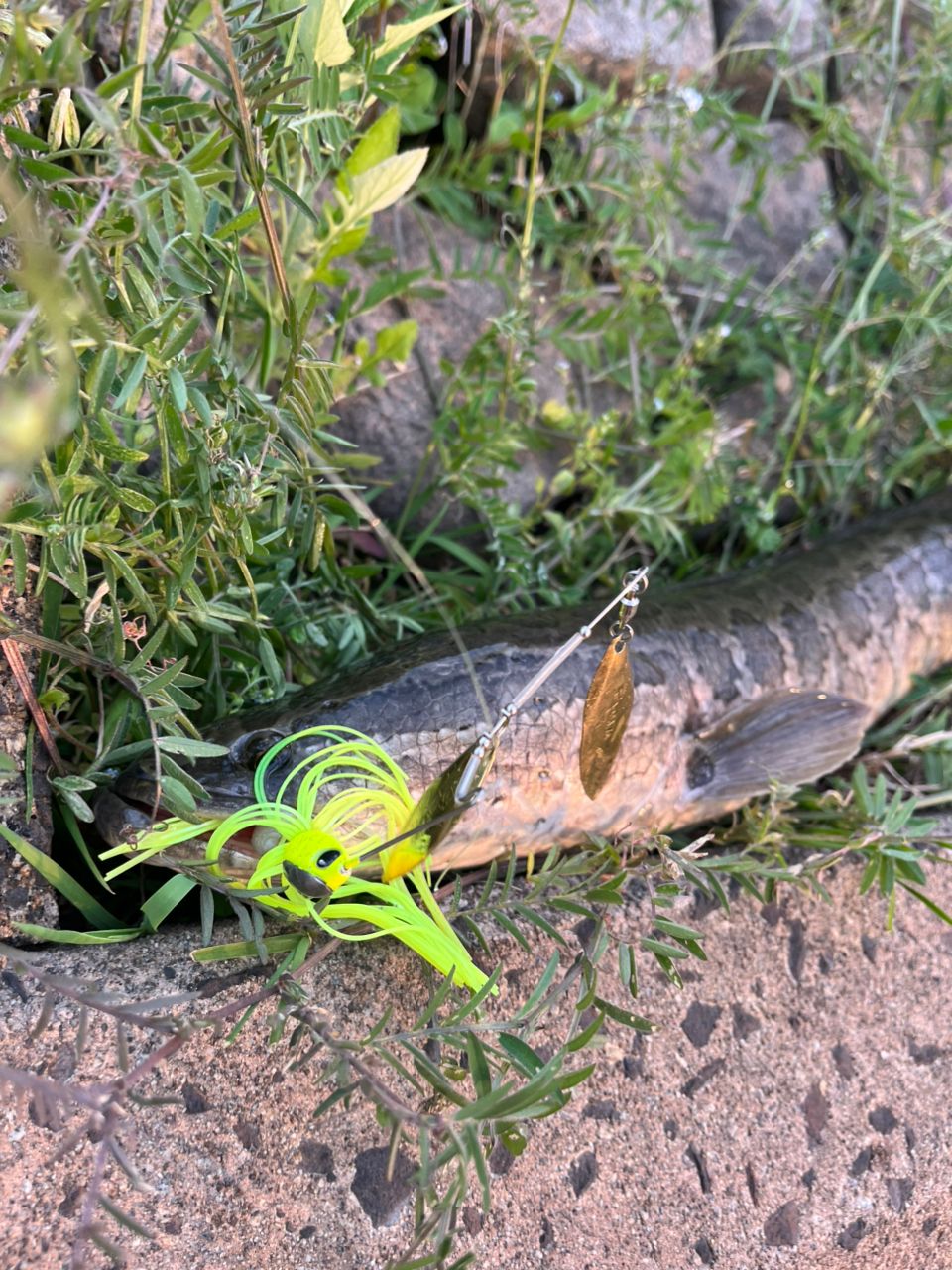 タイワンドジョウ