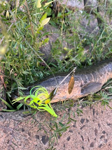 タイワンドジョウの釣果
