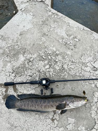 タイワンドジョウの釣果