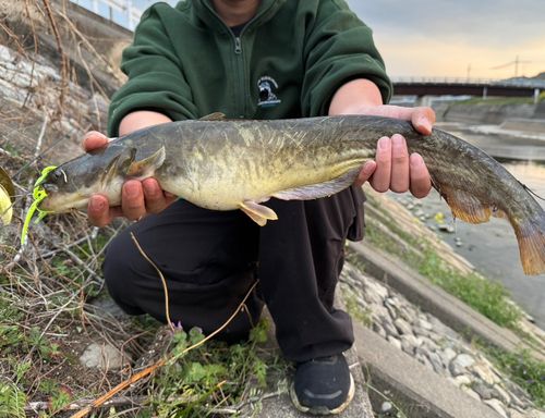 ナマズの釣果