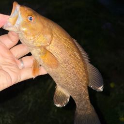 スモールマウスバス