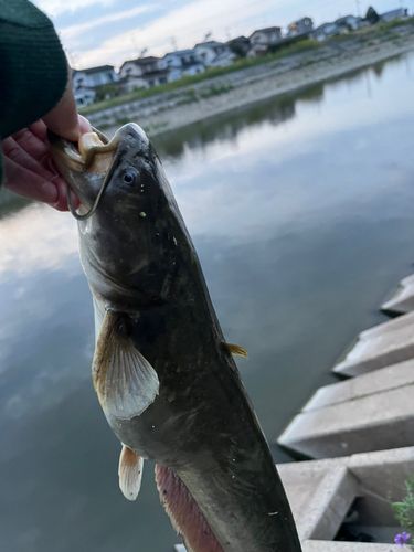 ナマズの釣果