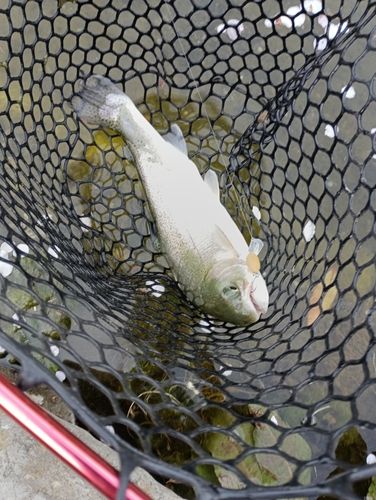 ニジマスの釣果