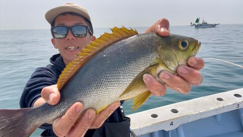 イサキの釣果