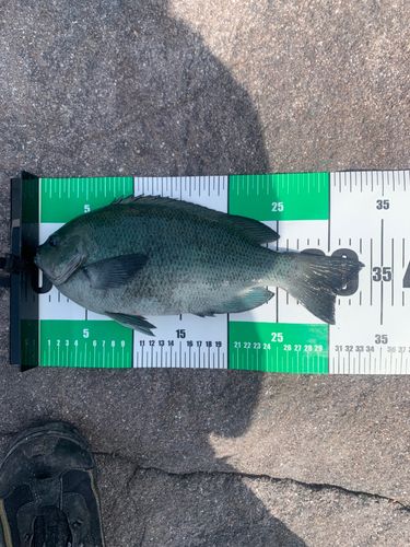 メジナの釣果