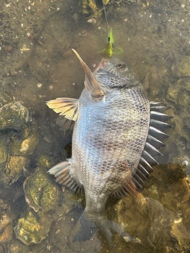 チヌの釣果
