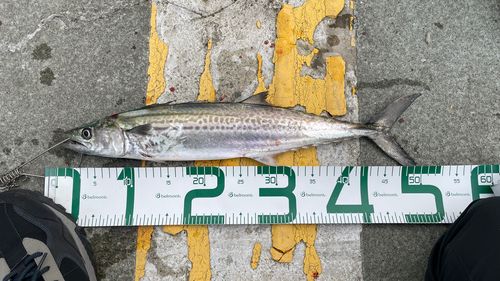 サゴシの釣果