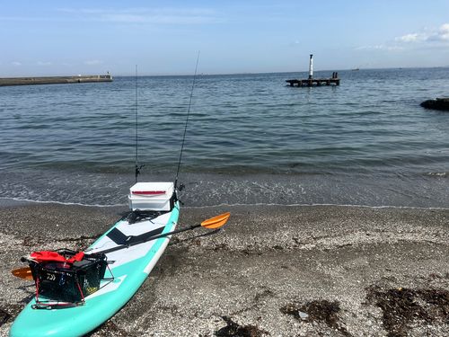 カタクチイワシの釣果
