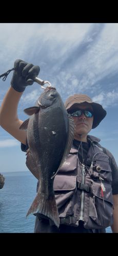 オナガグレの釣果