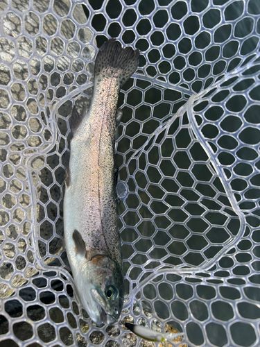 ニジマスの釣果