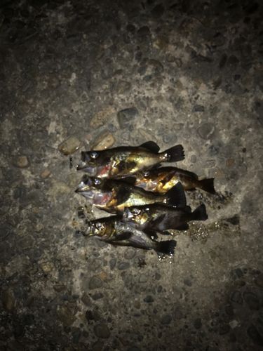 メバルの釣果