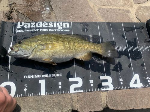 スモールマウスバスの釣果