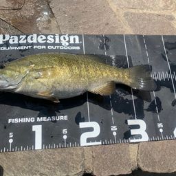 スモールマウスバス