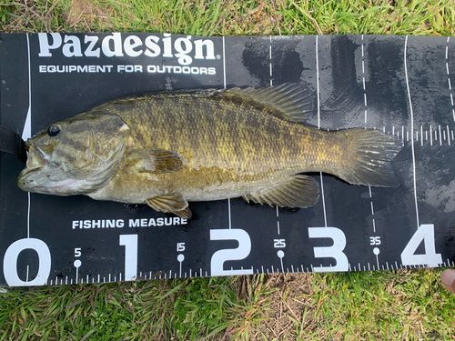 スモールマウスバスの釣果