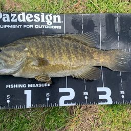 スモールマウスバス