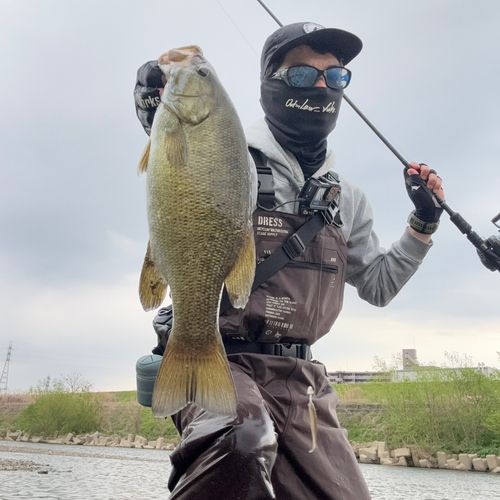 スモールマウスバスの釣果