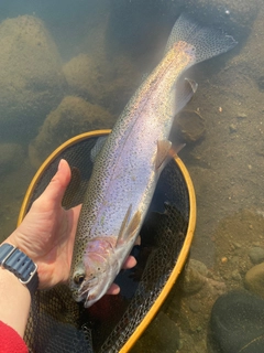 ニジマスの釣果